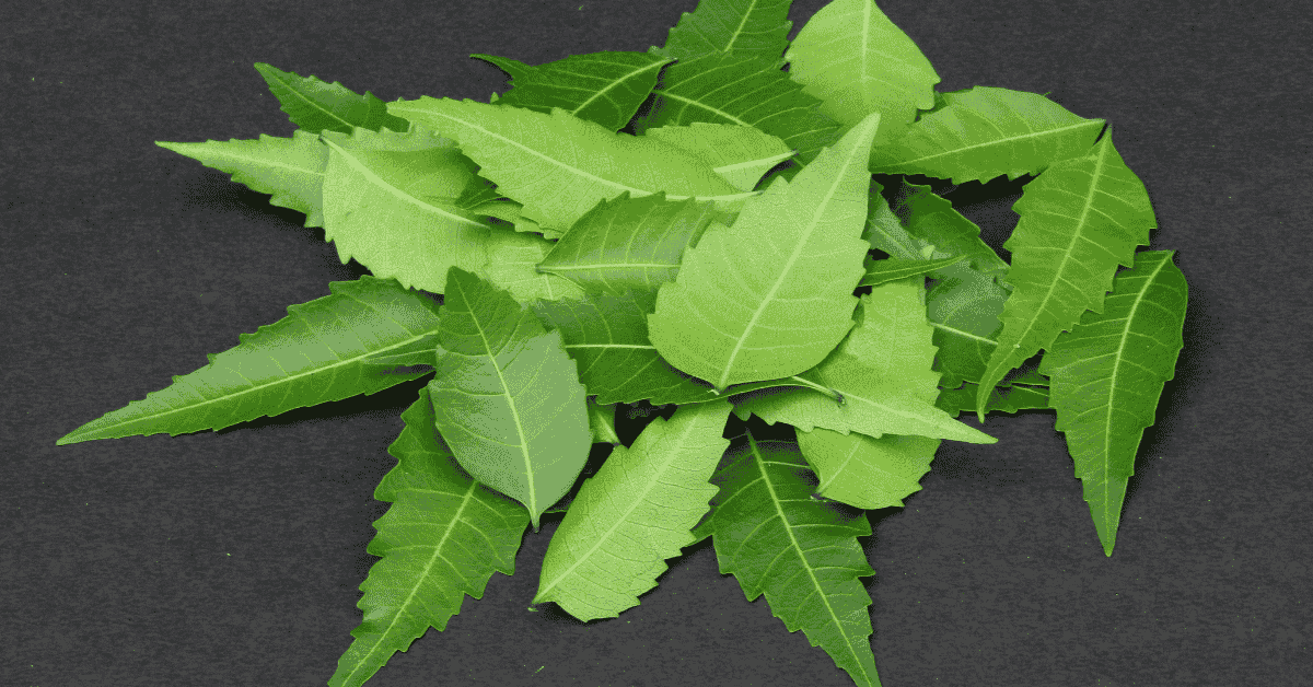 Neem